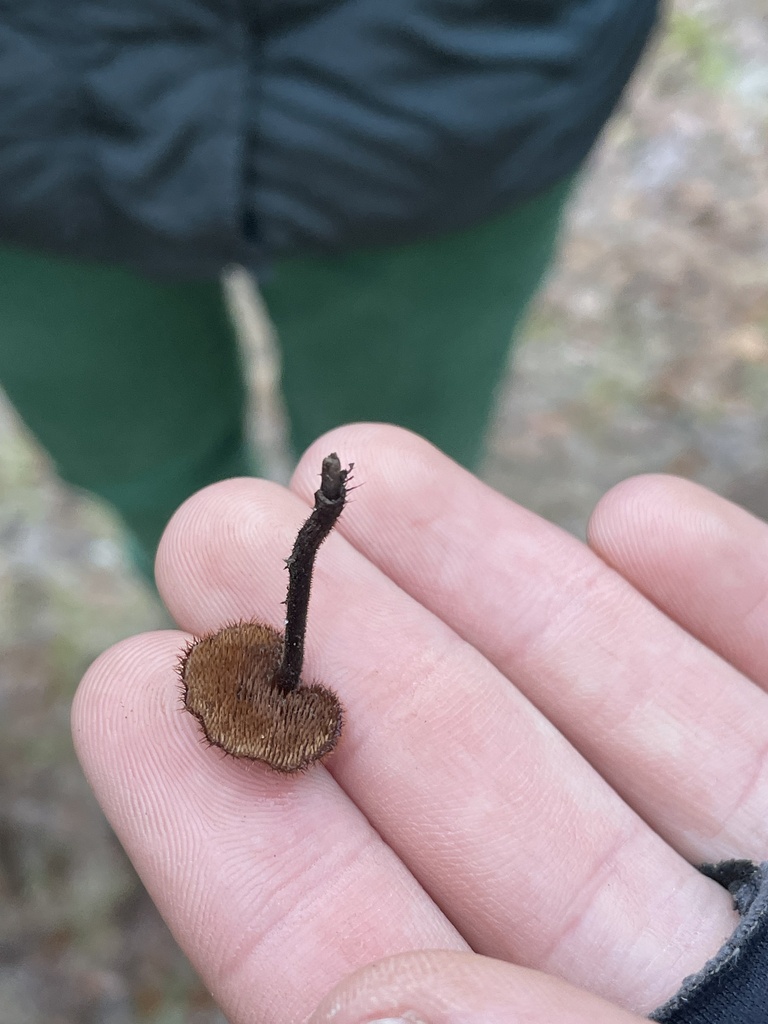 Auriscalpium vulgare · December 2025 · photo: © botanikstoffel (iNaturalist, cc-by-nc)
