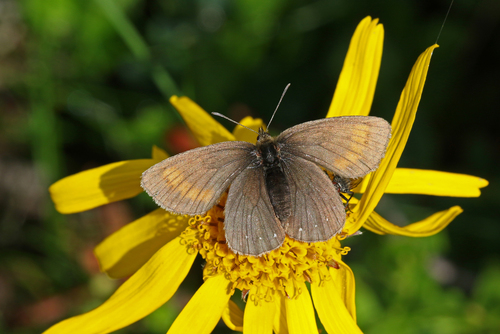 Erebia claudina