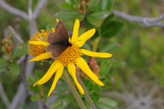 Erebia epiphron