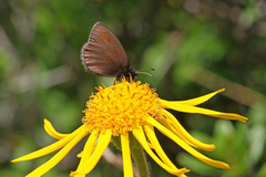 Erebia epiphron