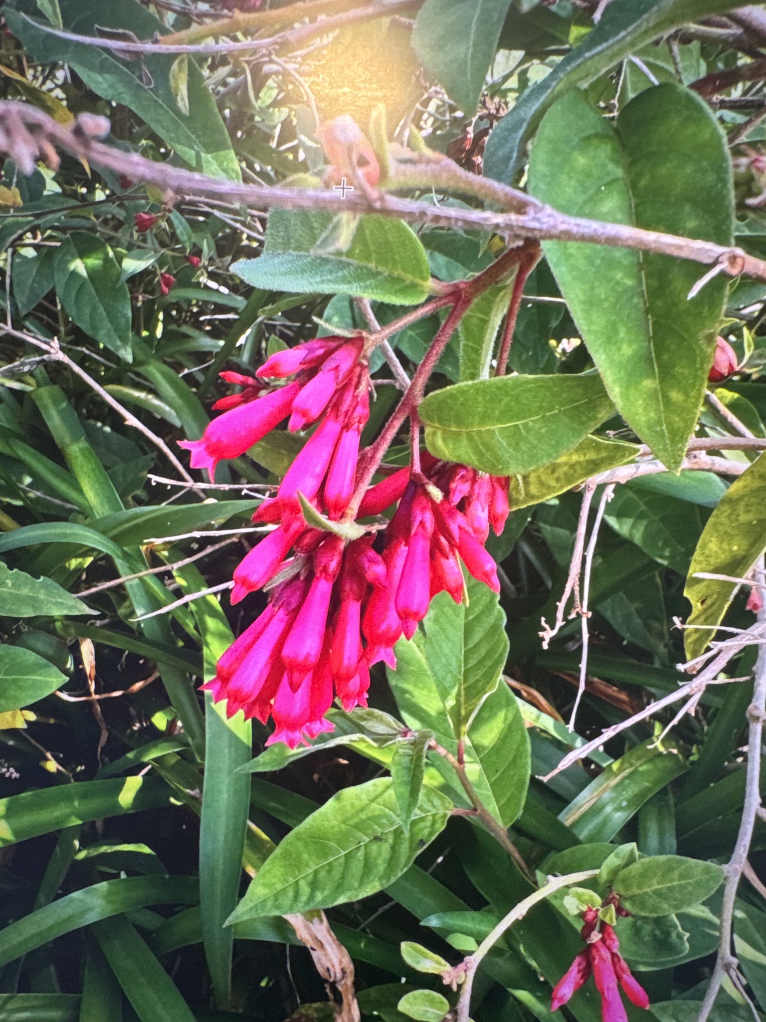 Purple cestrum