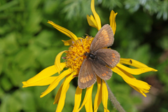 Erebia pharte