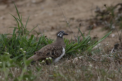 Geophaps scripta