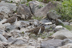 Geophaps scripta