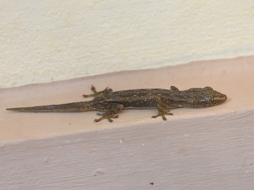 Asian House Gecko