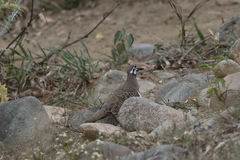 Geophaps scripta