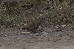 Geophaps scripta