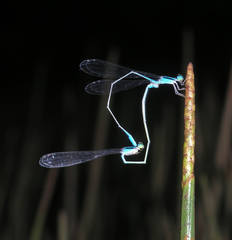Aciagrion hisopa