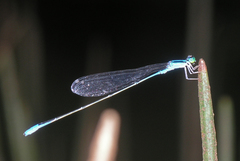 Aciagrion hisopa