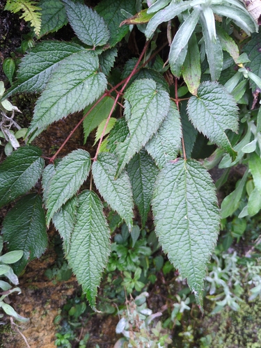 Tall False-Buck's-Beard (Astilbe rivularis)
