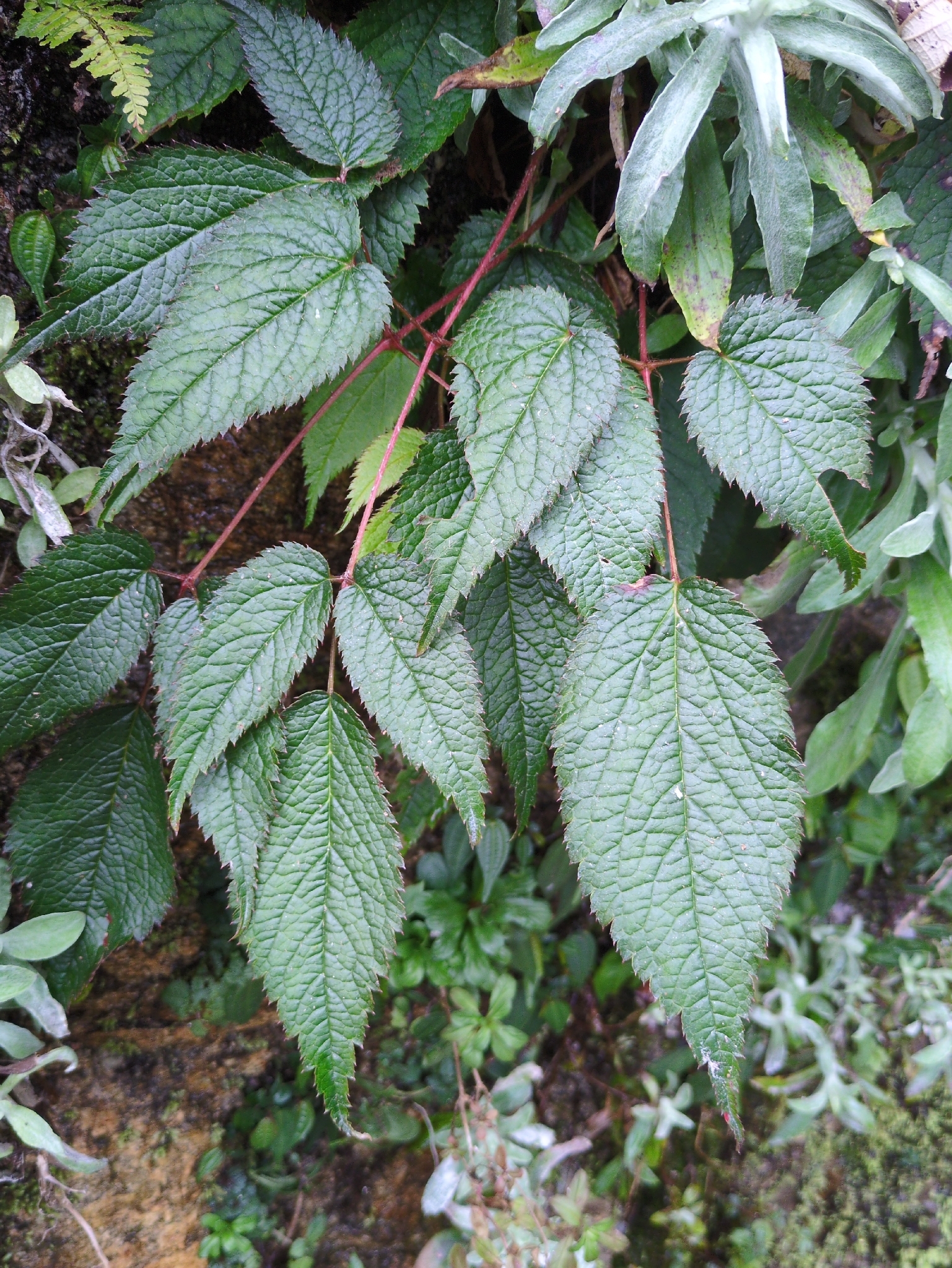 Astilbe rivularis