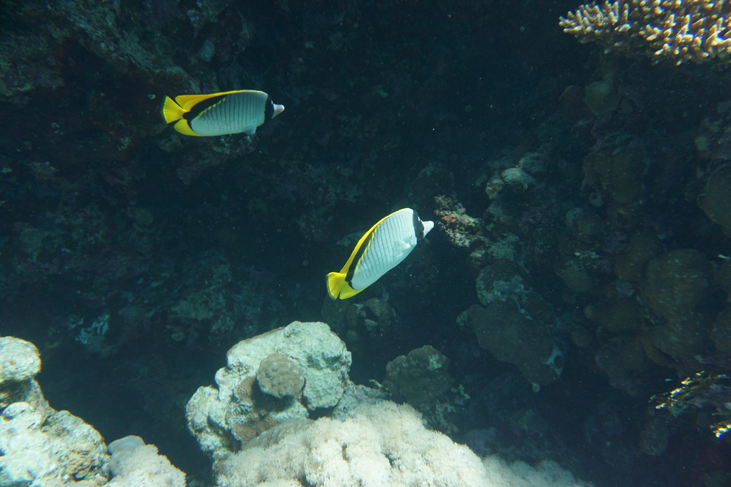Butterflyfish (Chaetodon lineolatus) — Chaetodontidae
