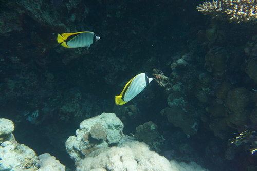 Butterflyfish (Chaetodon lineolatus) — Chaetodontidae