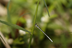 Agriocnemis argentea