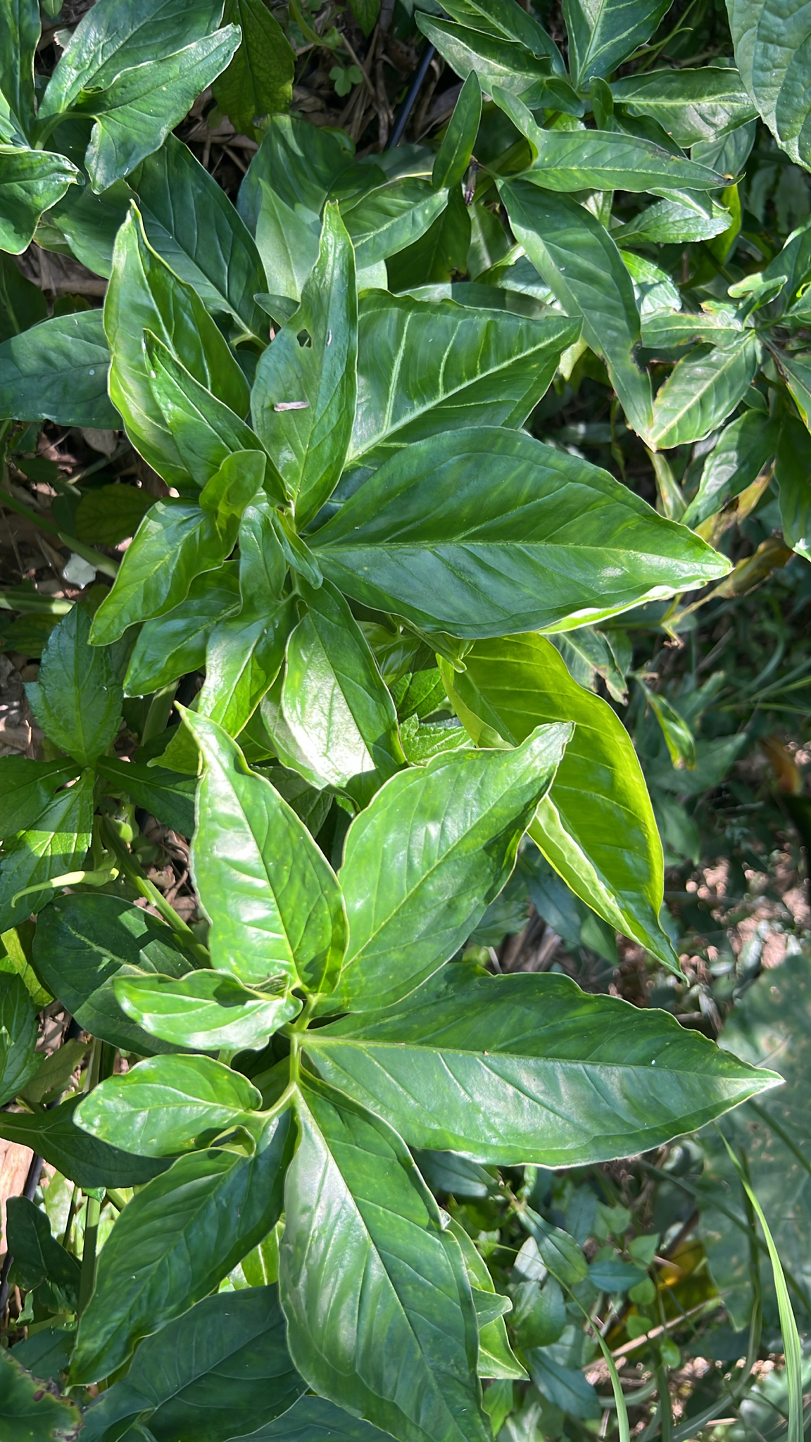 Arrowhead plant