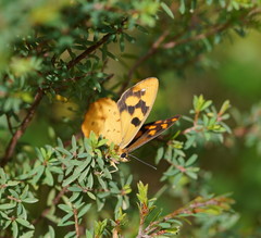 Heteronympha solandri