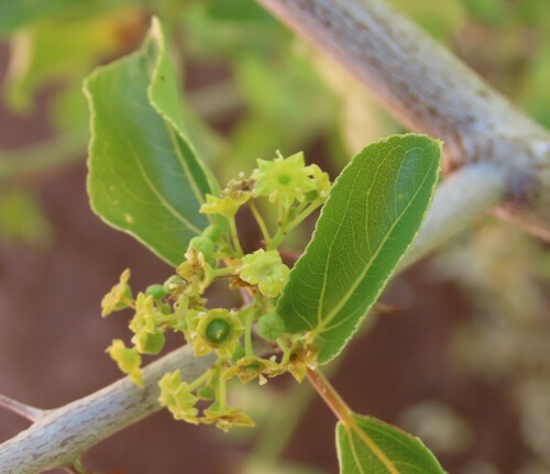 buffalo-thorn