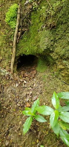 North Island Brown Kiwi (Apteryx mantelli), photo 1
