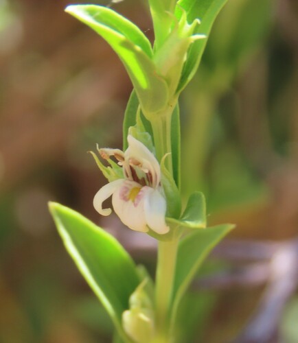 Justicia guerkeana