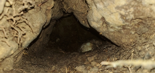 North Island Brown Kiwi (Apteryx mantelli), photo 2