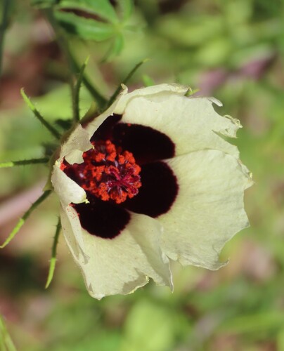 Hibiscus caesius
