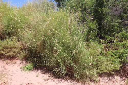 buffelgrass
