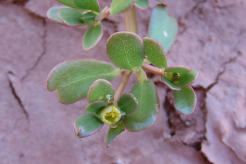 Common Purslane