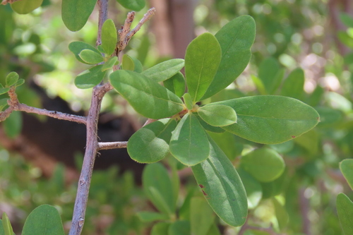 Bluebush