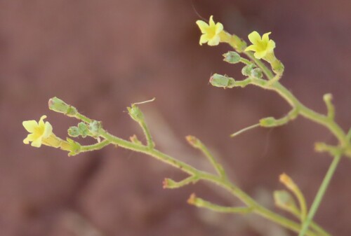 Jamesbrittenia canescens