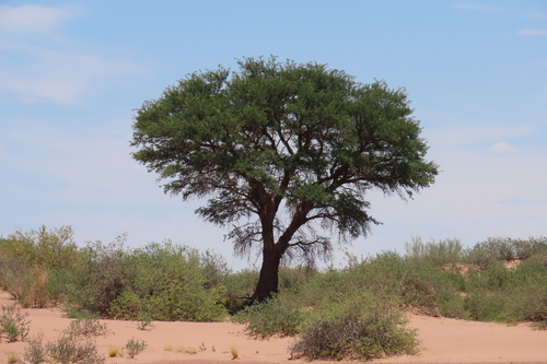 Camel Thorn