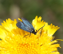 Turneriprocris dolens