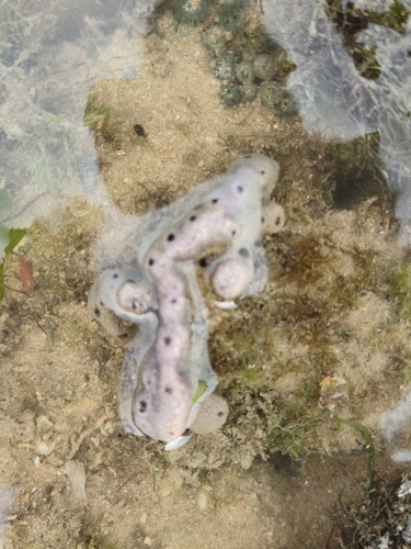 Callyspongia diffusa observed 2026-01-04