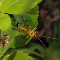 Xanthopimpla punctata