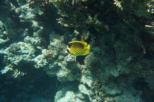 Diagonal butterflyfish (Chaetodon fasciatus) — Chaetodontidae