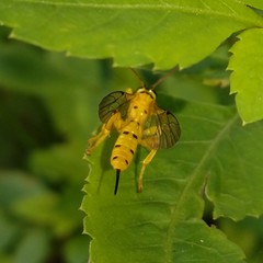 Xanthopimpla punctata