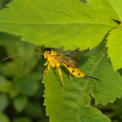 Xanthopimpla punctata
