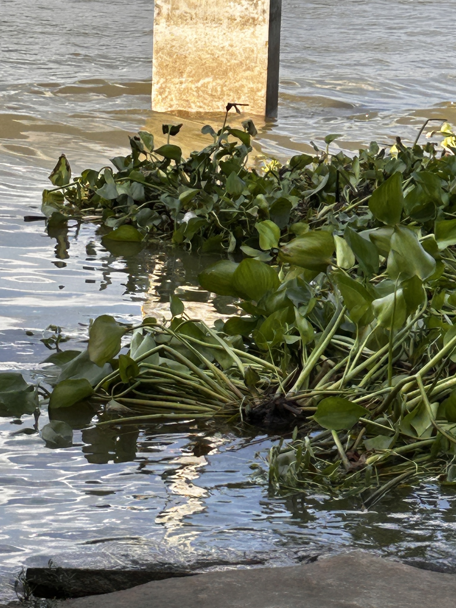 Water hyacinth (Pontederia crassipes)