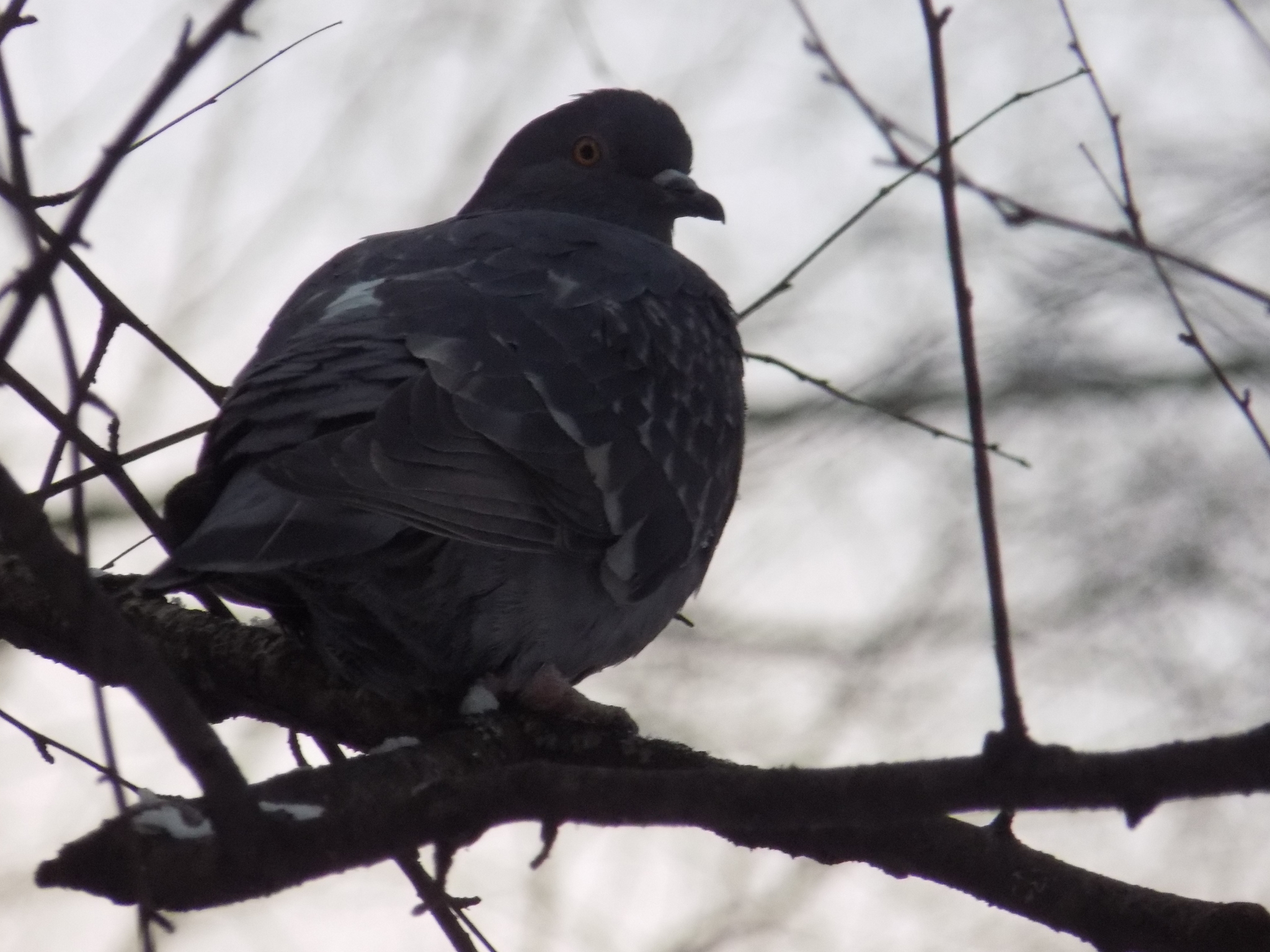 Rock Dove (Columba livia), photo 6
