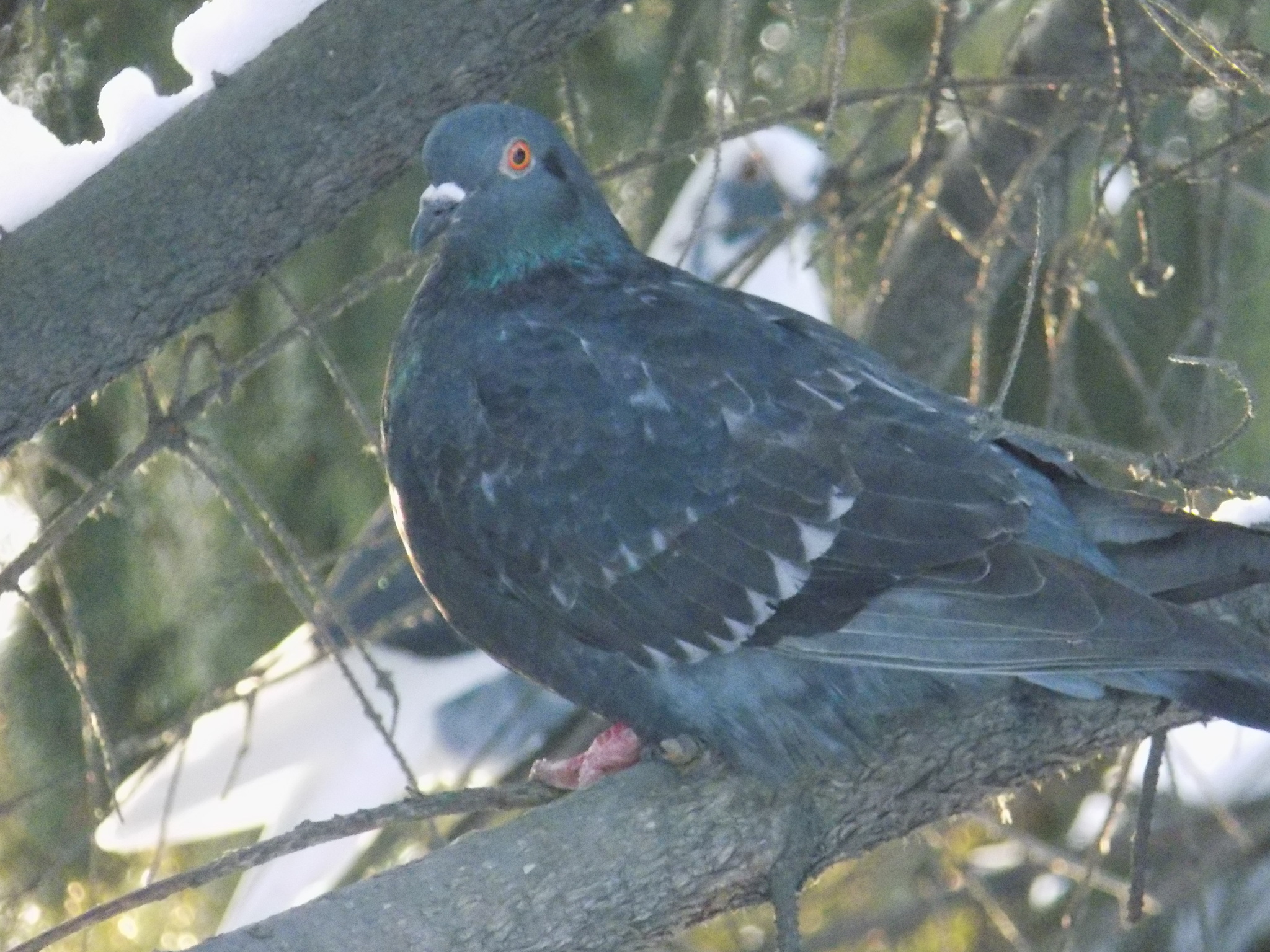 Rock Dove (Columba livia), photo 7