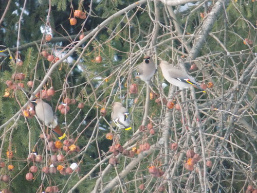 Bohemian Waxwing (Bombycilla garrulus)