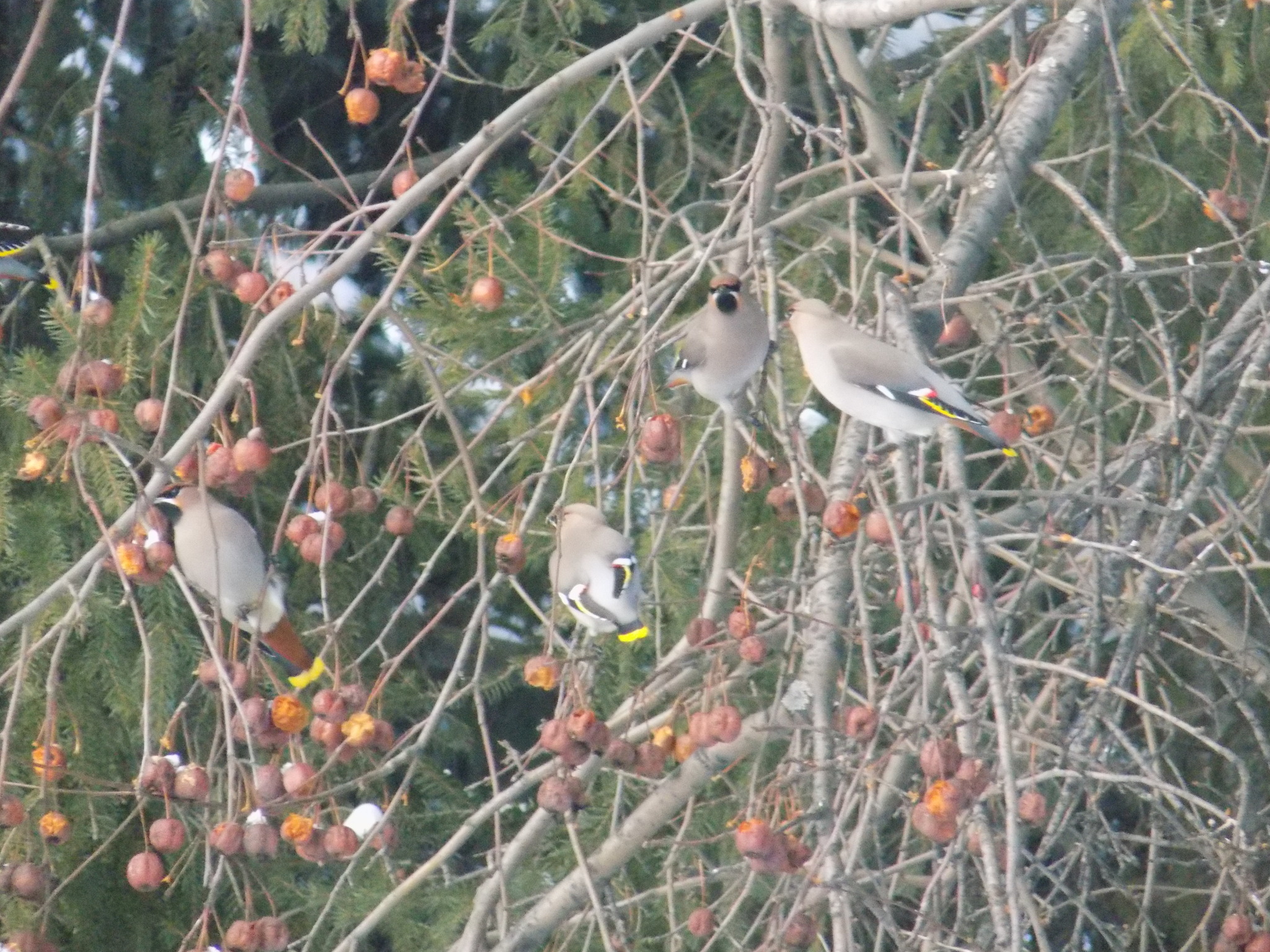 Bohemian Waxwing (Bombycilla garrulus), photo 1