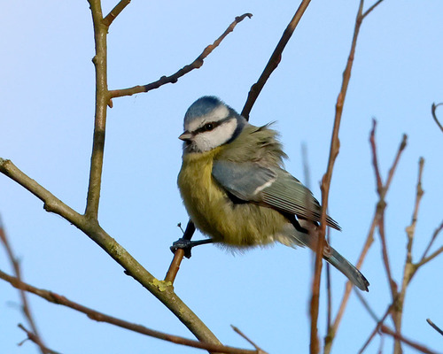 Eurasian Blue Tit (Cyanistes caeruleus), photo 4