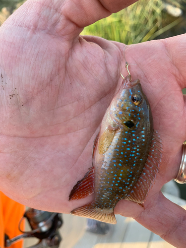 Jewel cichlid (Hemichromis guttatus) — Cichlidae — 2