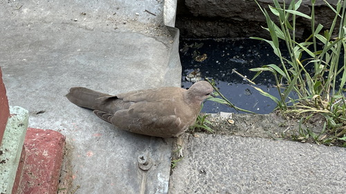 Laughing Dove