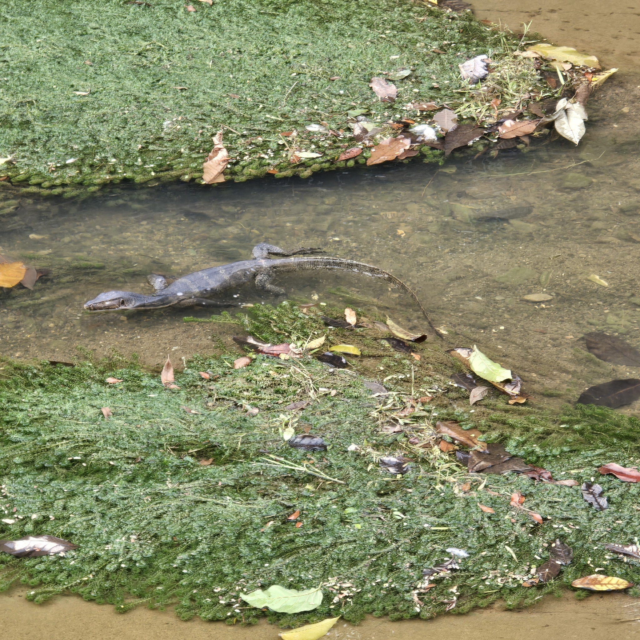 Varanus salvator macromaculatus Deraniyagala, 1944