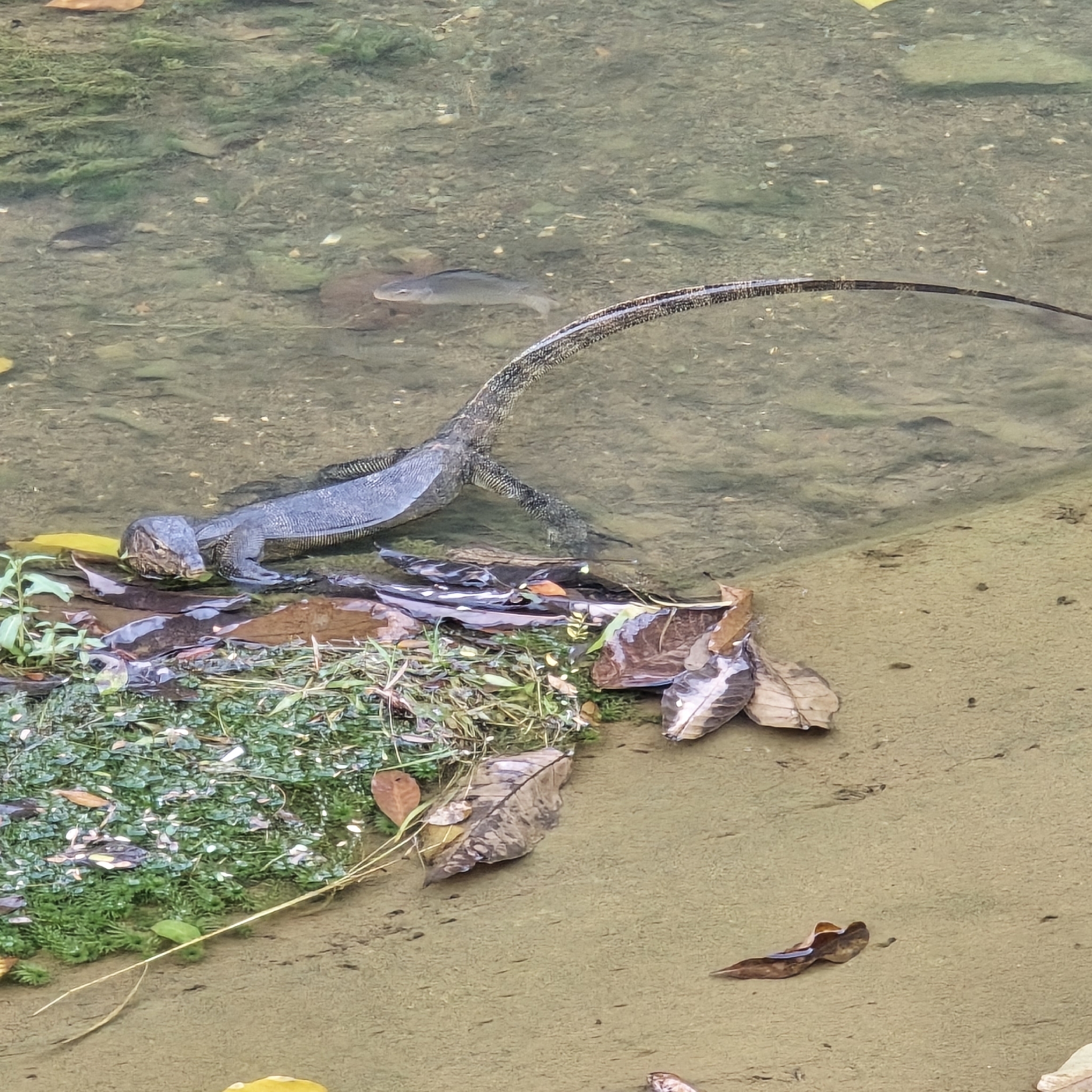 Varanus salvator macromaculatus Deraniyagala, 1944