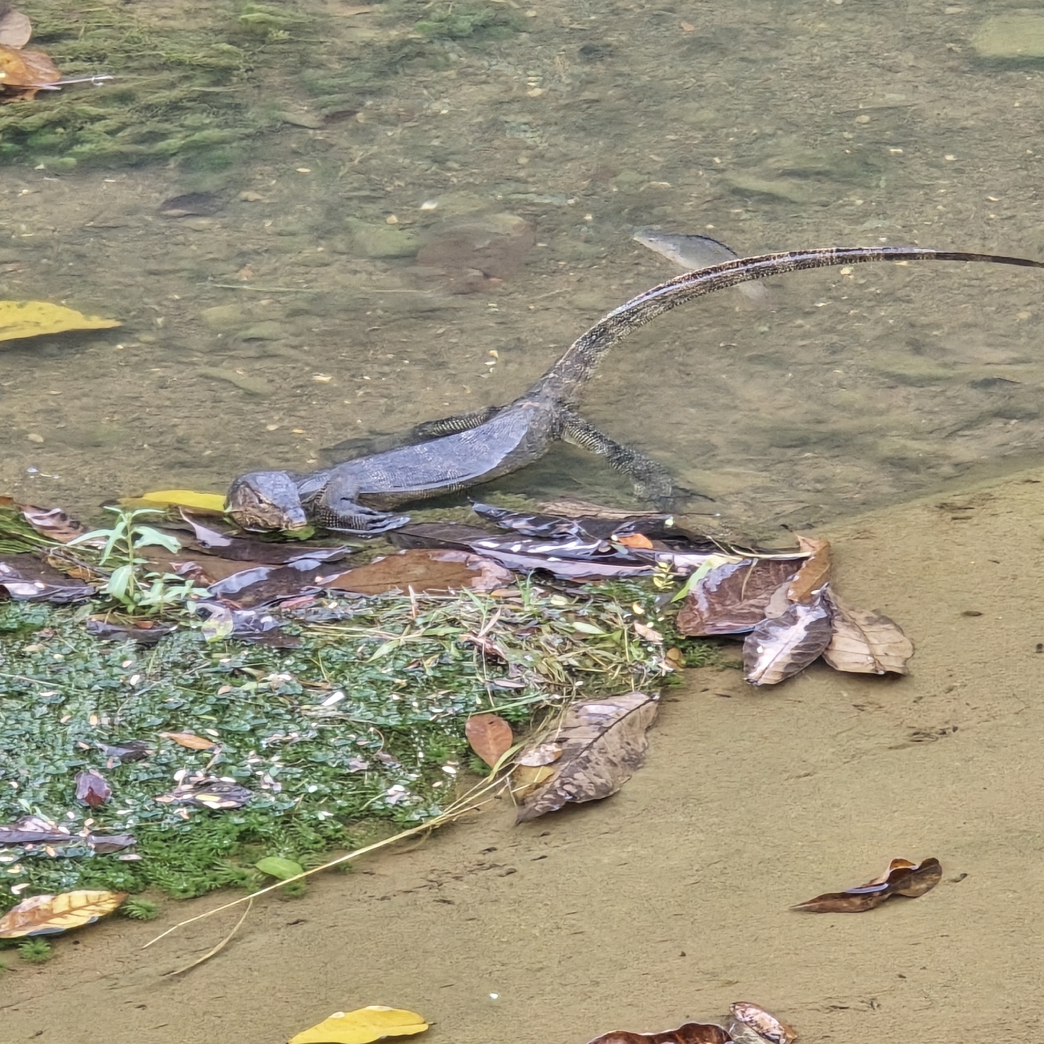 Varanus salvator macromaculatus Deraniyagala, 1944