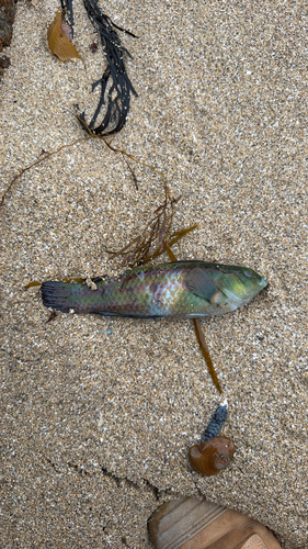 Senator wrasse (Pictilabrus laticlavius) — Labridae — 2