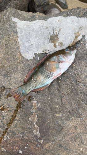 Bluehead (Notolabrus tetricus) — Labridae