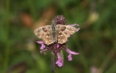 Muschampia floccifera